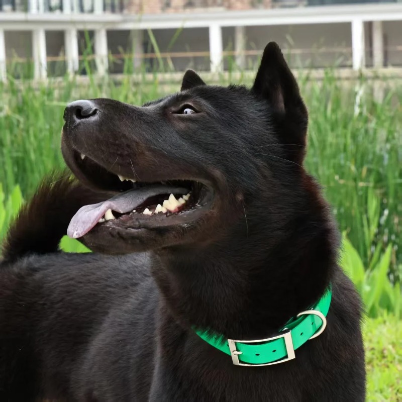 Wytrzymała obroża dla psa z TP – Outdoor Hunting Dogs recenzja i cena